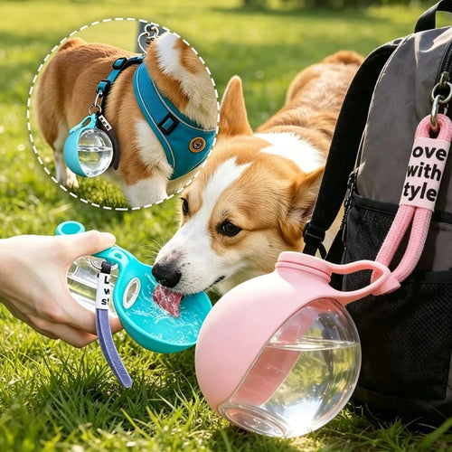 Un corgi boit dans la coupelle de la gourde