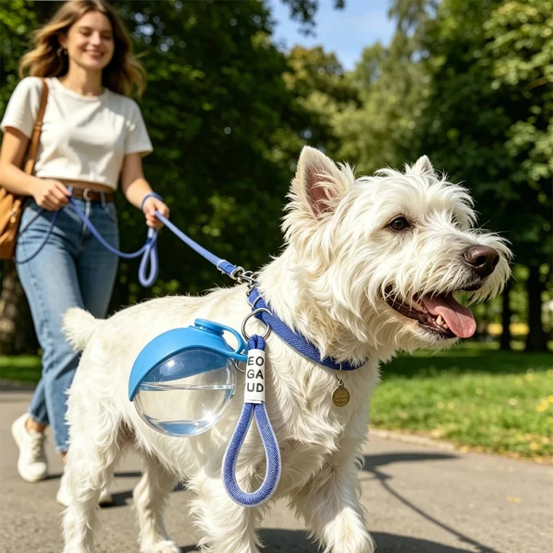 Un westie en promenade, la gourde turquoise accrochée à sa laisse
